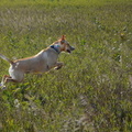 Daisy Jumping resize