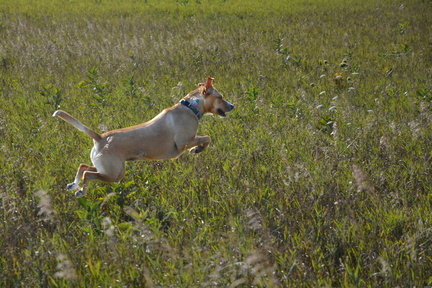 Daisy Jumping