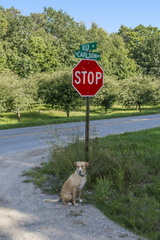 Road Sign and Daisy