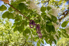 Beads and blossoms copy