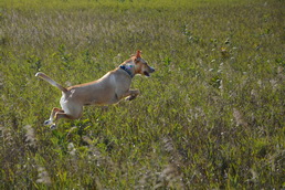 Daisy Jumping resize