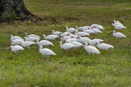 American Ibis