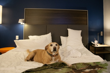 Big Bed copy