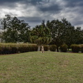 DogPark01