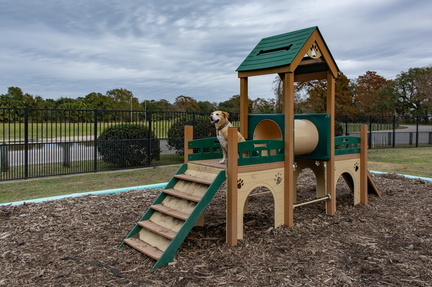 DogPark02