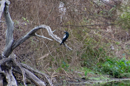 bird 02 copy