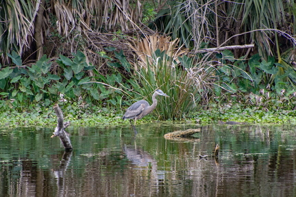 bird 03 copy