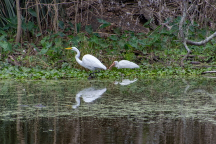 bird 04 copy
