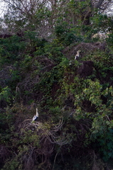 bird 05 copy