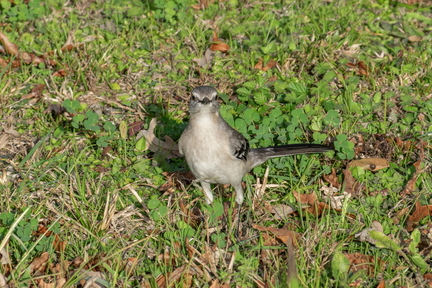 Bird 07 copy