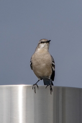 bird copy