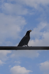 crow 01 copy