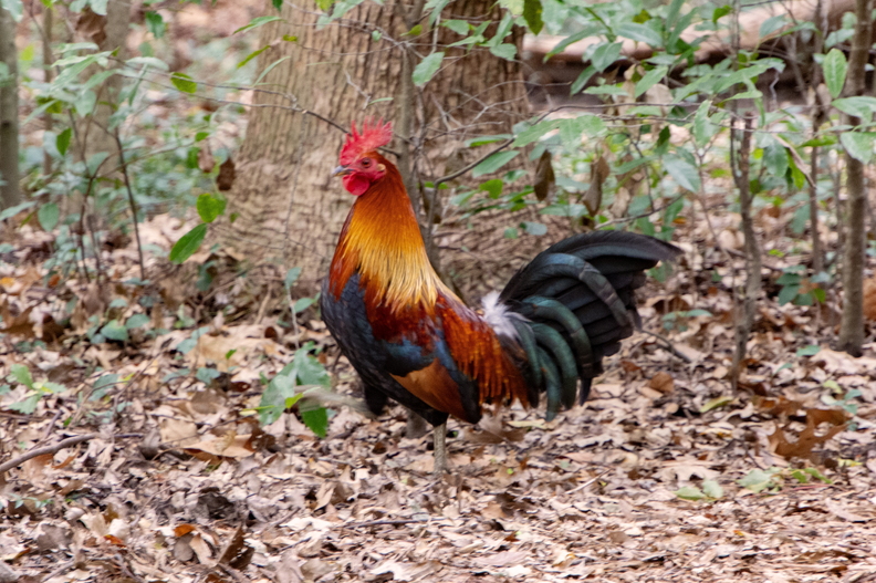 rooster copy.jpg