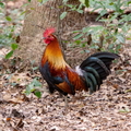 rooster copy