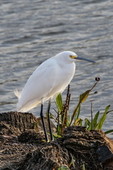 Snowy Egret copy