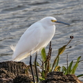 Snowy Egret copy