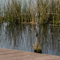 Tricolored Heron American Coots copy