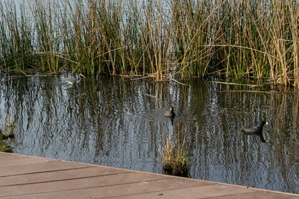 Tricolored Heron American Coots copy