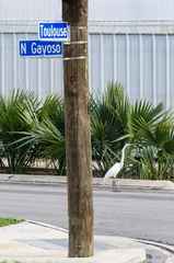 egret 01 copy