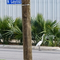 egret 01 copy