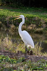 Great Egret copy