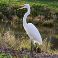 Great Egret copy